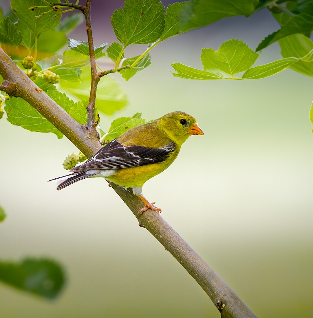 American Goldfinch - ML638153291