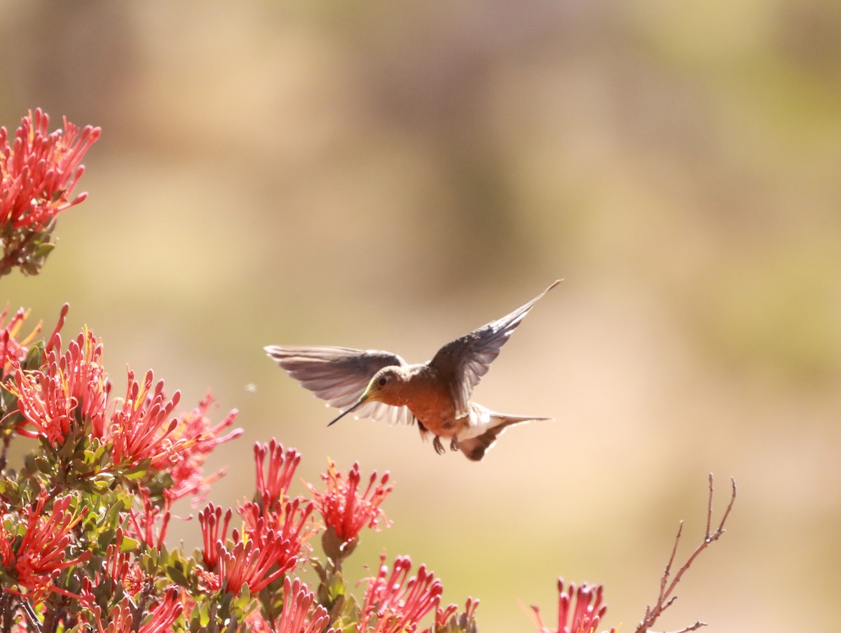 Giant Hummingbird - ML638153299