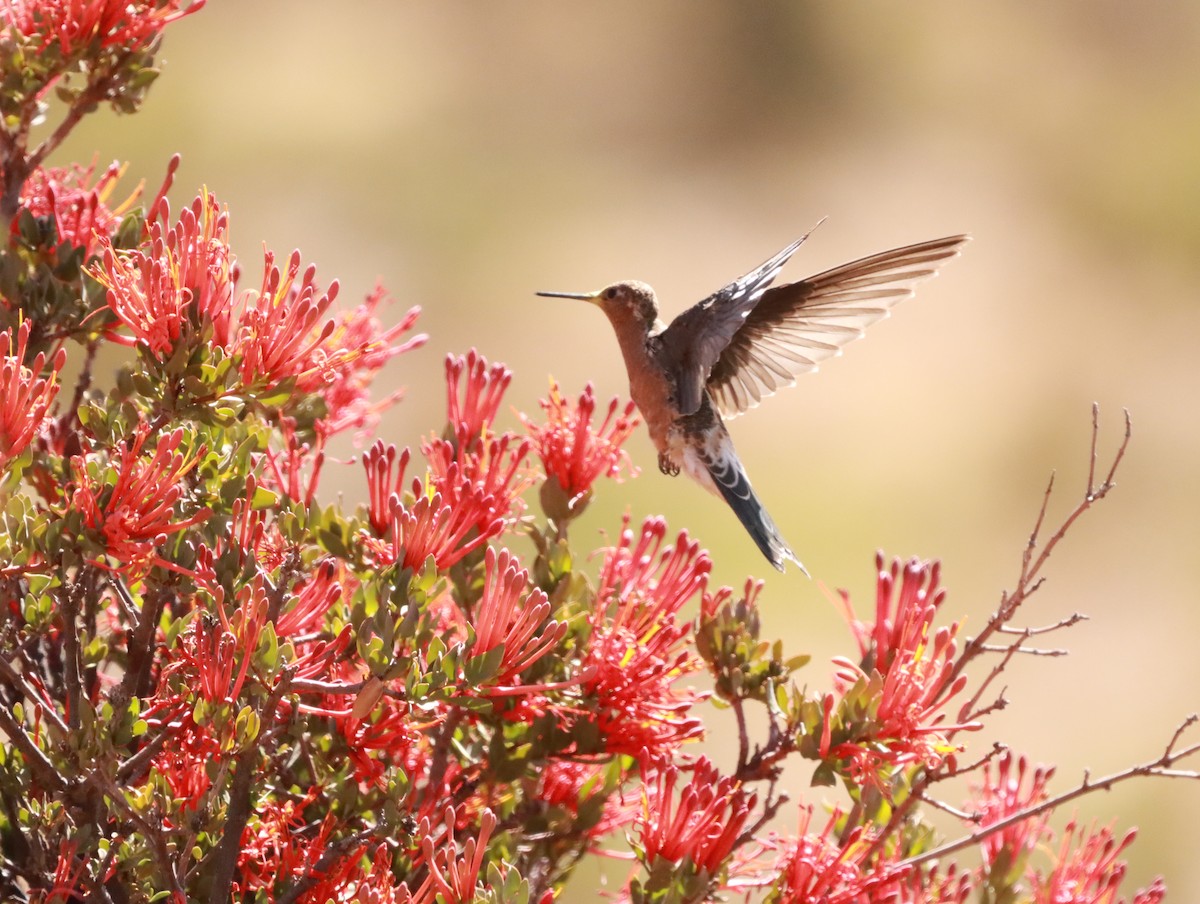 Giant Hummingbird - ML638153309