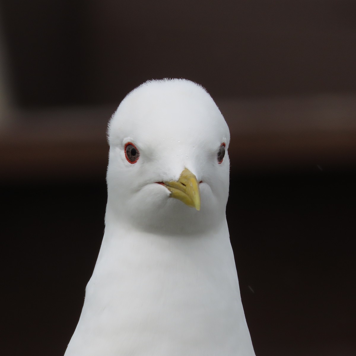Short-billed Gull - ML638153312