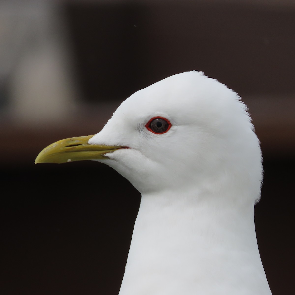 Short-billed Gull - ML638153315