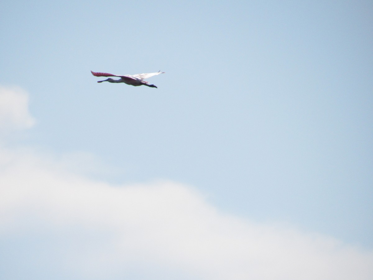 Mokozabal arrosa - ML638153317