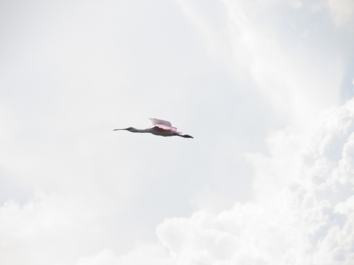 Mokozabal arrosa - ML638153319