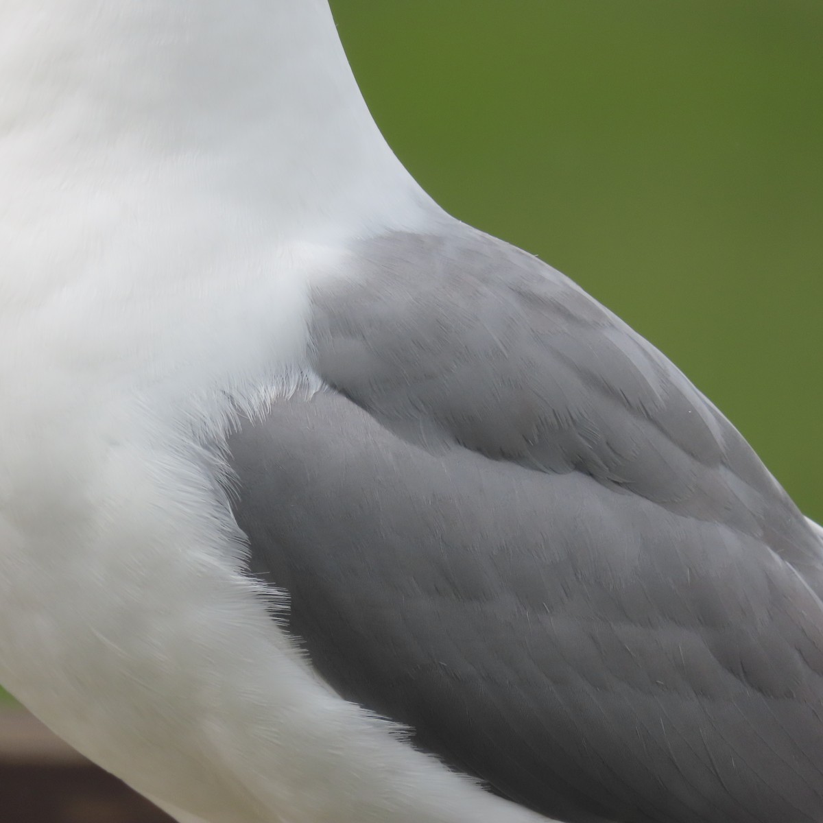 Short-billed Gull - ML638153325