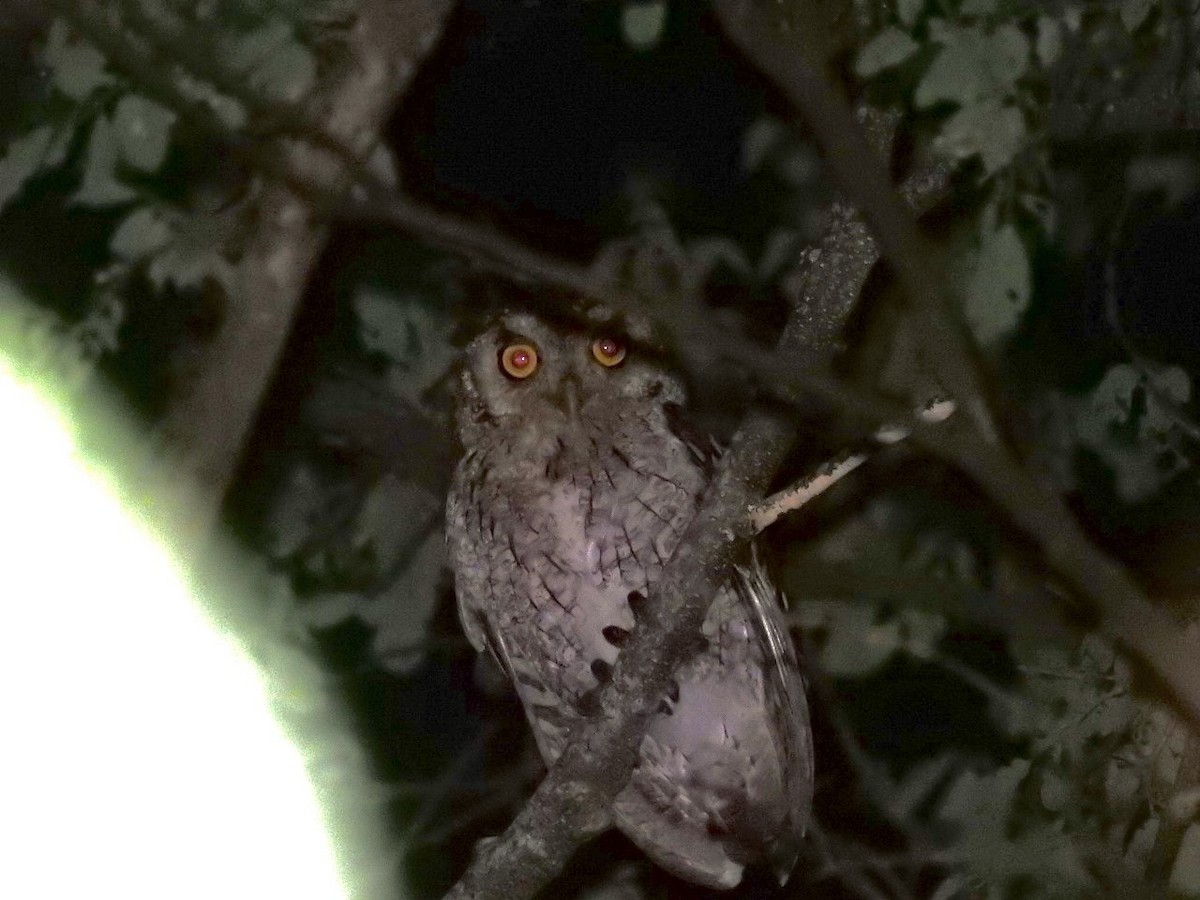Pacific Screech-Owl - ML638153335