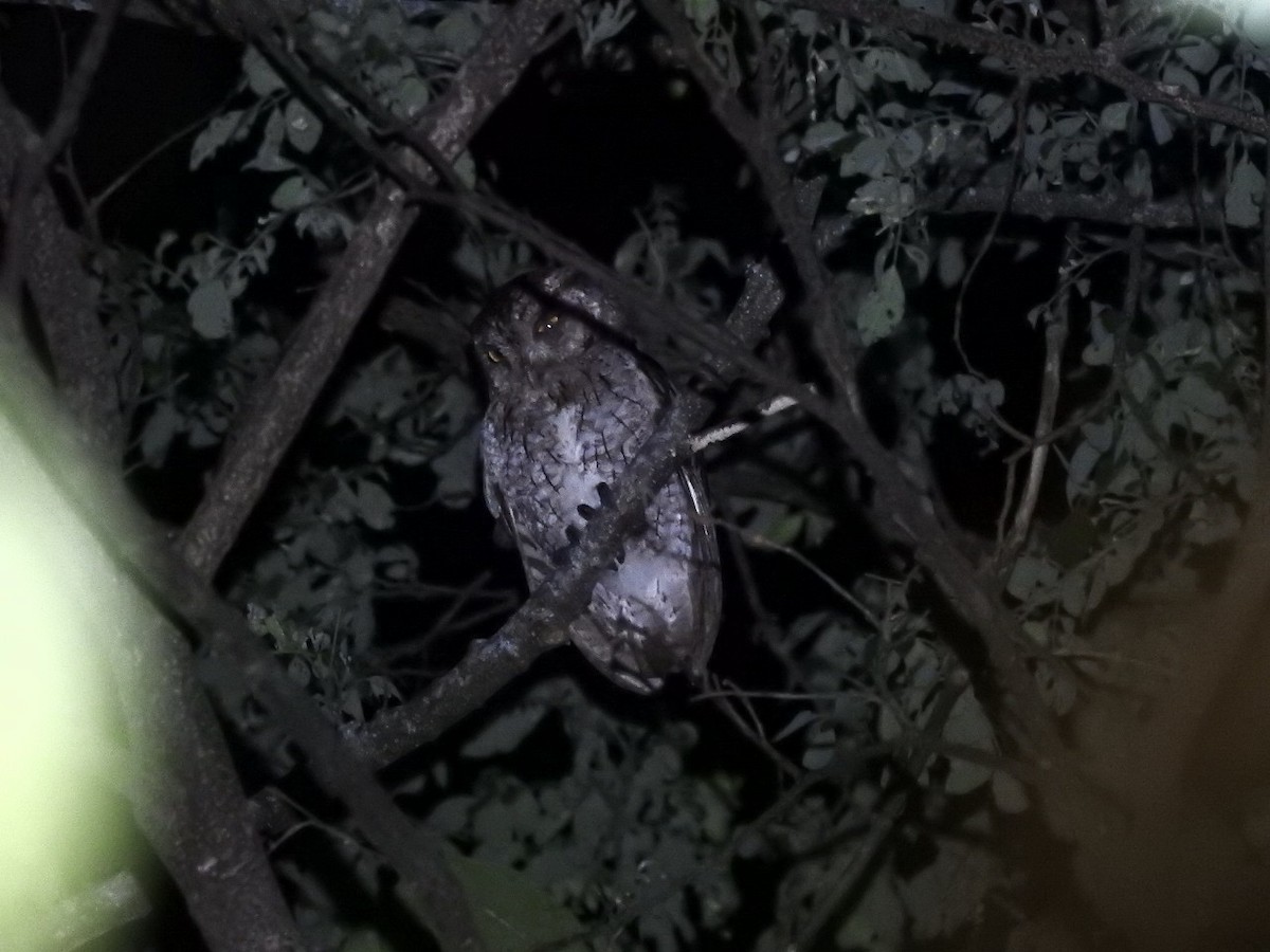 Pacific Screech-Owl - ML638153336