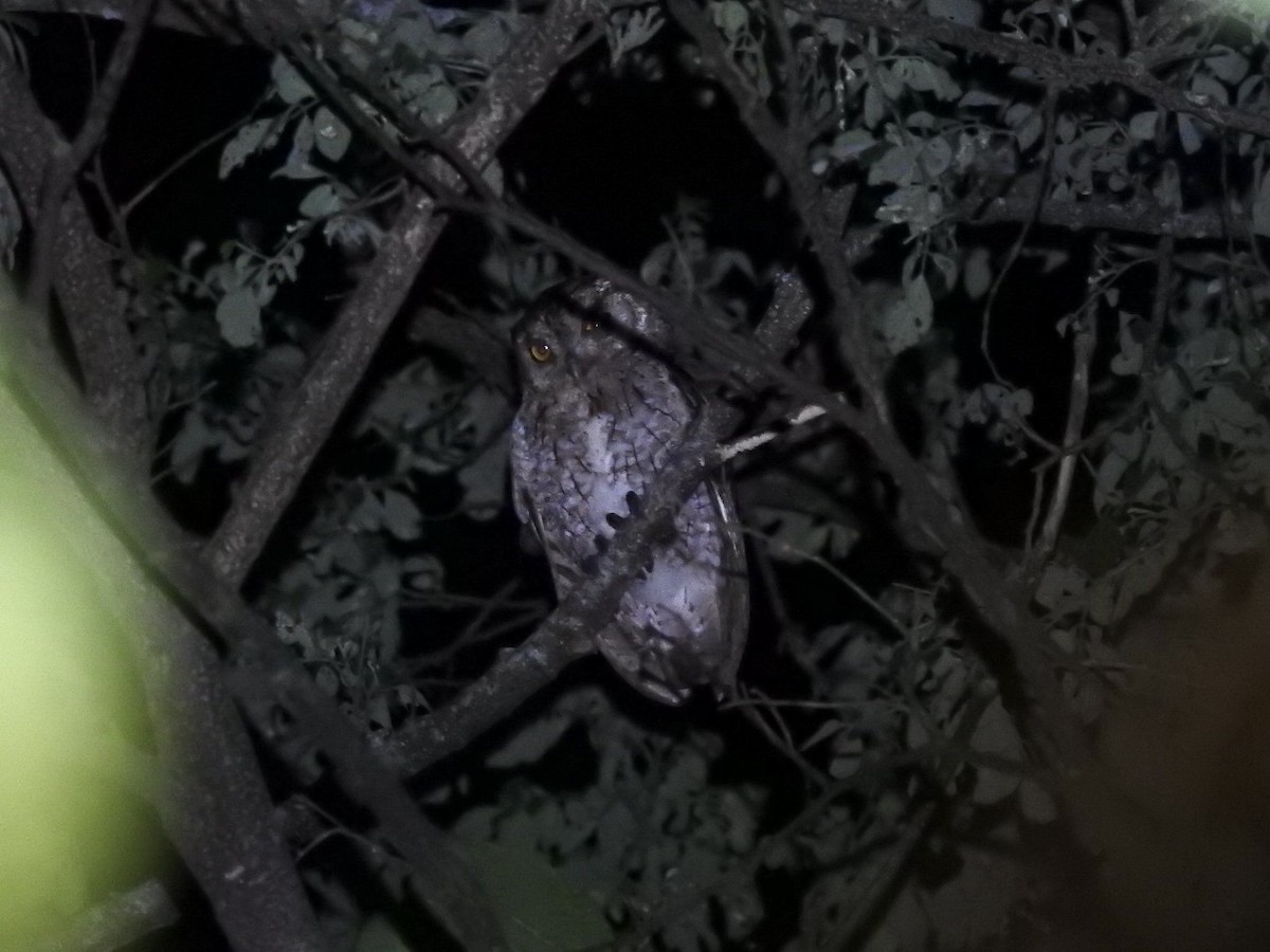 Pacific Screech-Owl - ML638153337