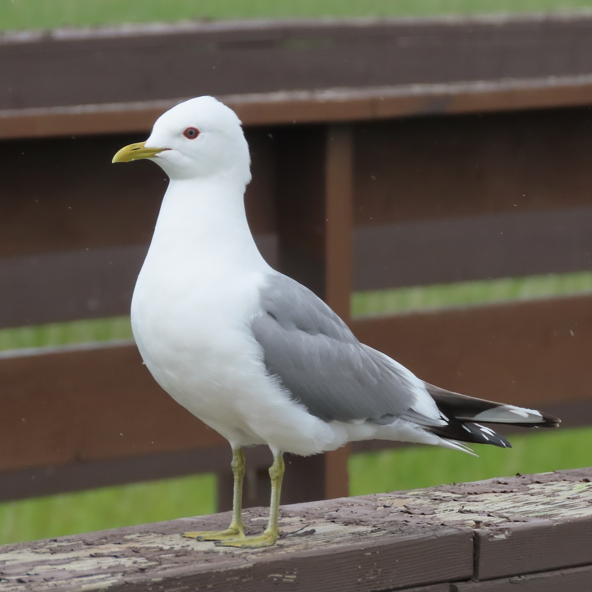 Short-billed Gull - ML638153339