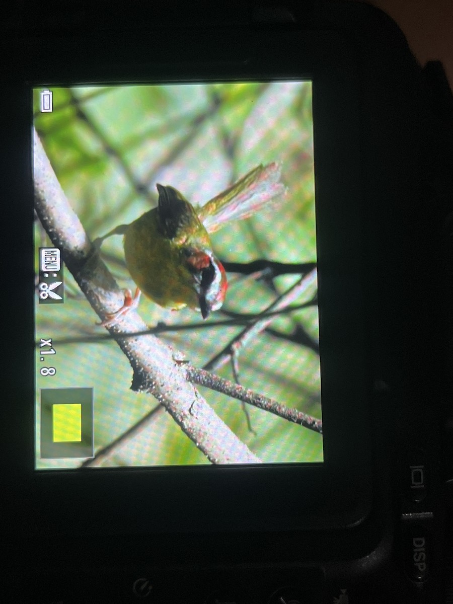 Chestnut-capped Warbler - ML638153382