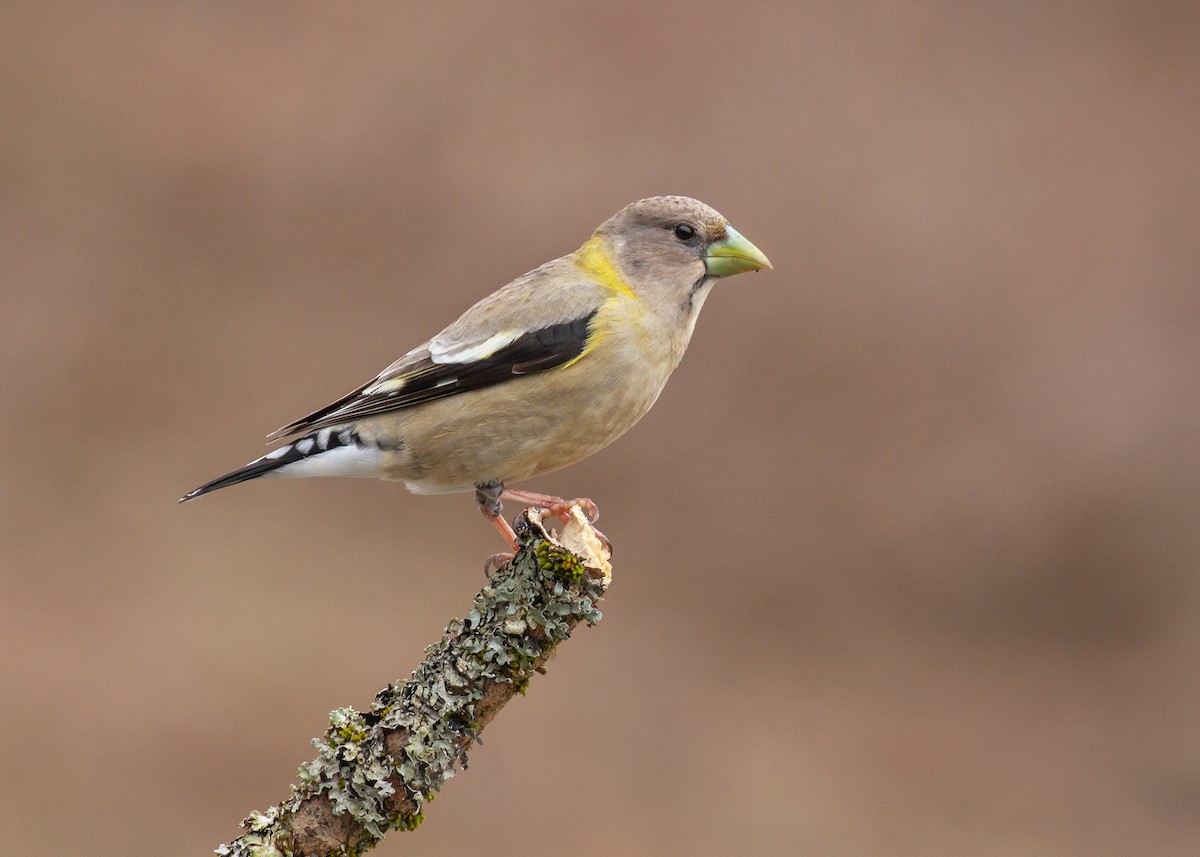 Evening Grosbeak (type 3) - ML638153417