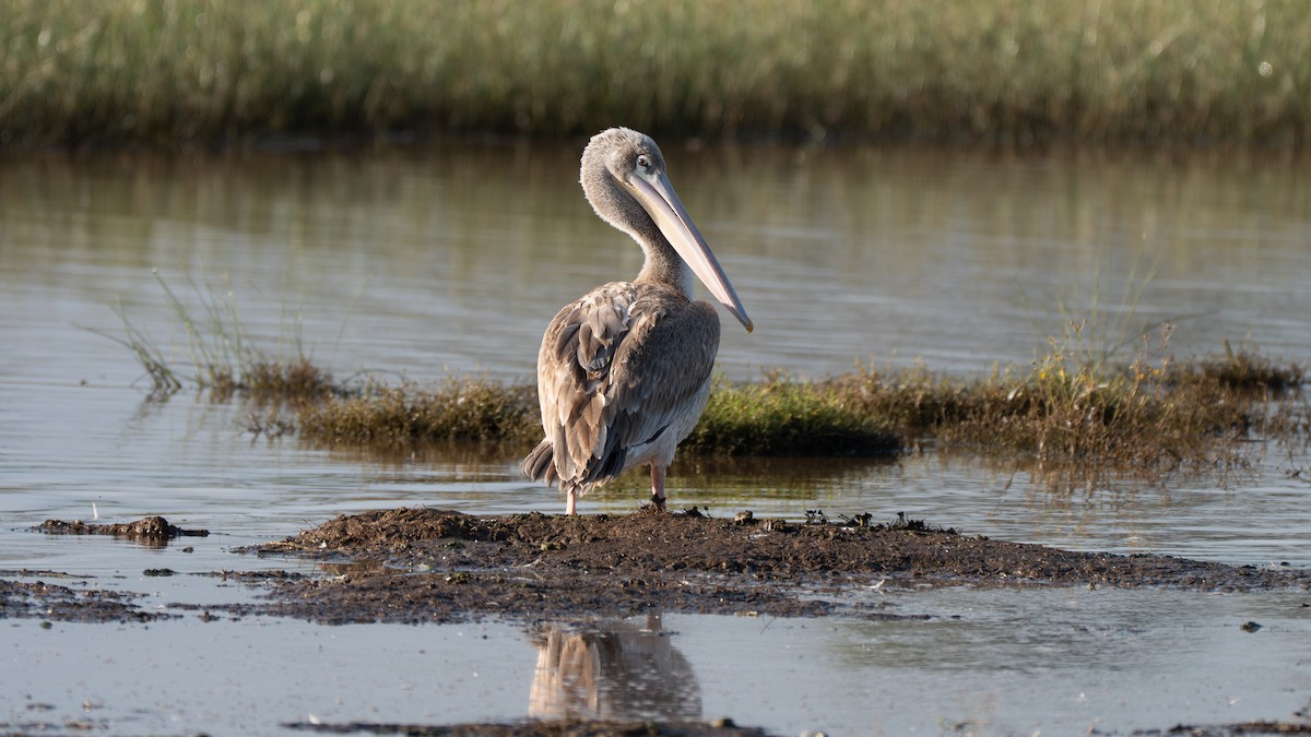 Pink-backed Pelican - ML638153457