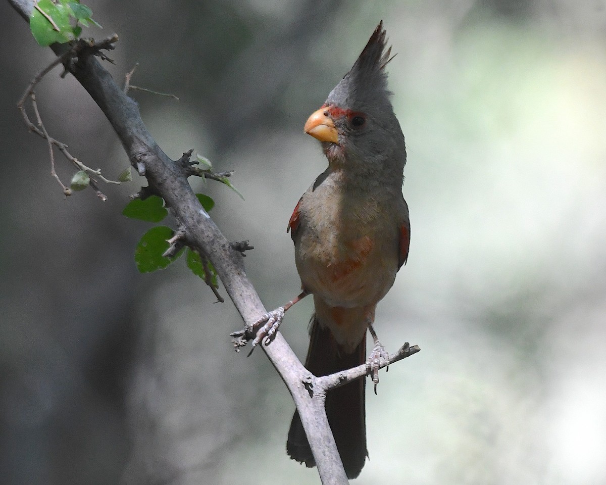 Pyrrhuloxia - ML638153464