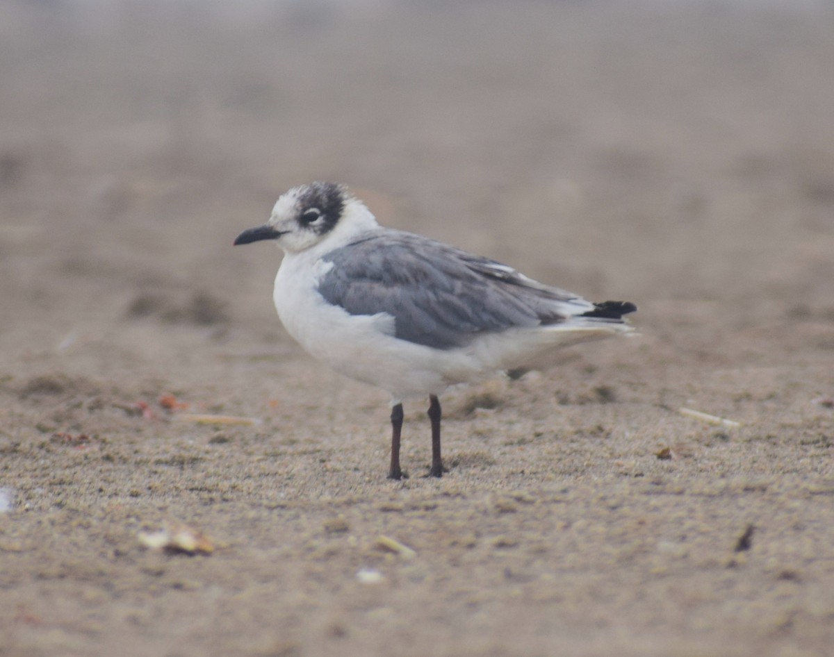 Mouette de Franklin - ML638153479
