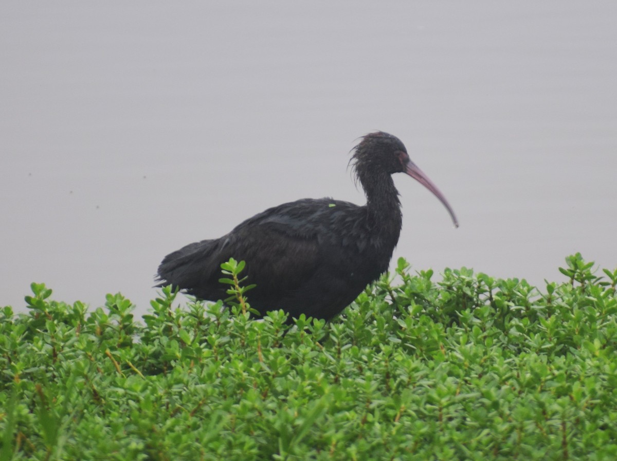 Ibis de Ridgway - ML638153492