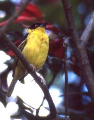 Baglafecht Weaver - ML638153506