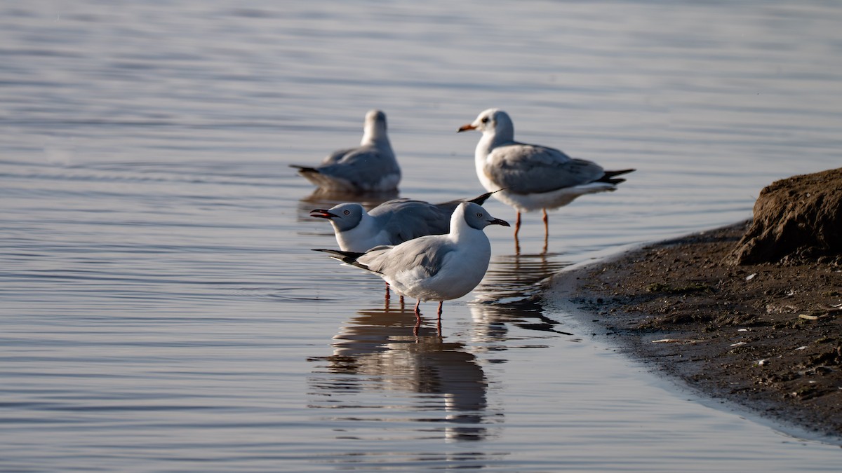Gray-hooded Gull - ML638153521