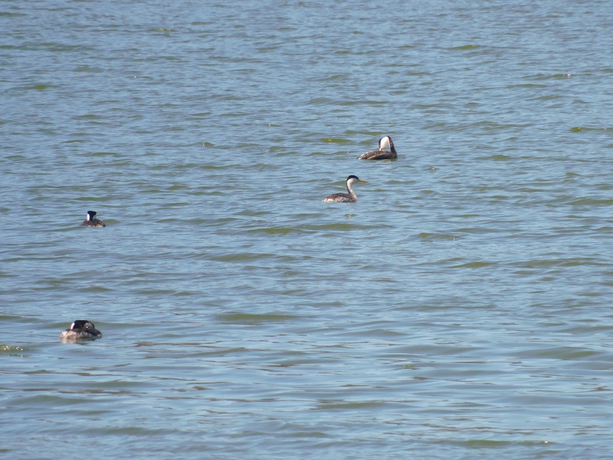 Western Grebe - ML638153573