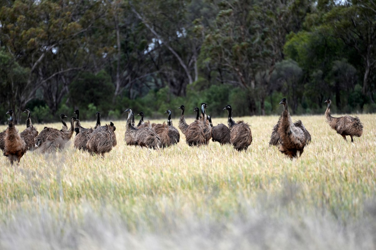 Emu - ML638153578