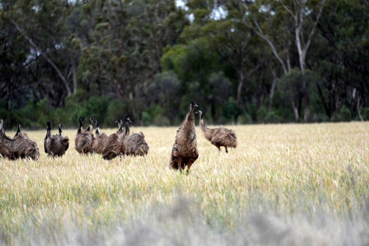 Emu - ML638153579