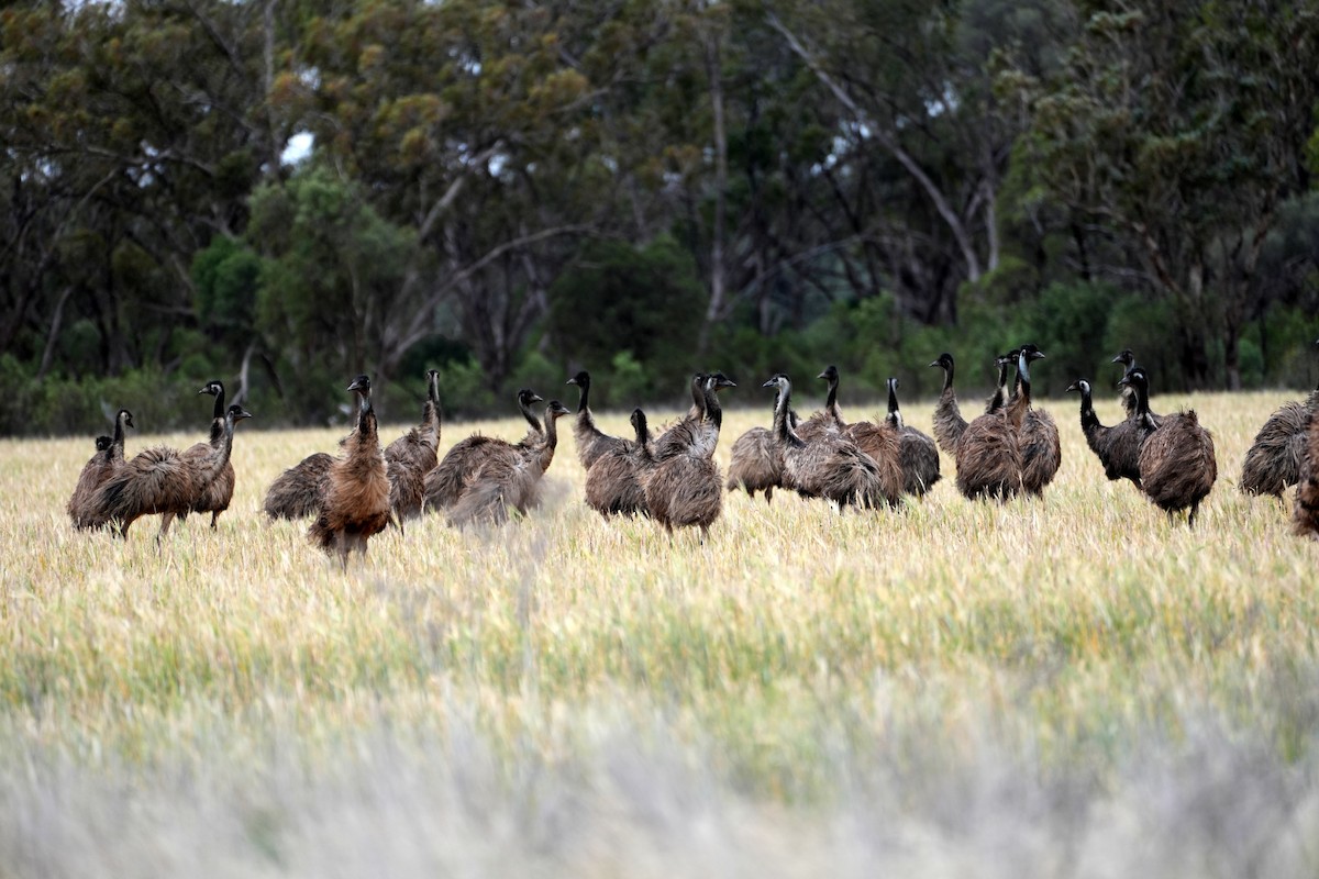 Emu - ML638153581