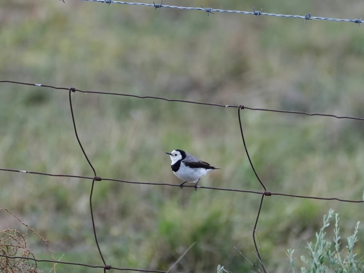 White-fronted Chat - ML638153586