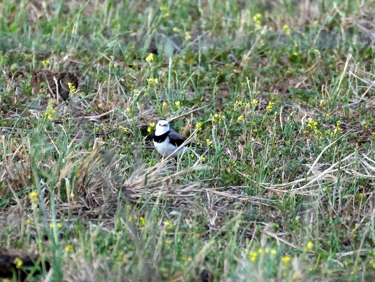 White-fronted Chat - ML638153587