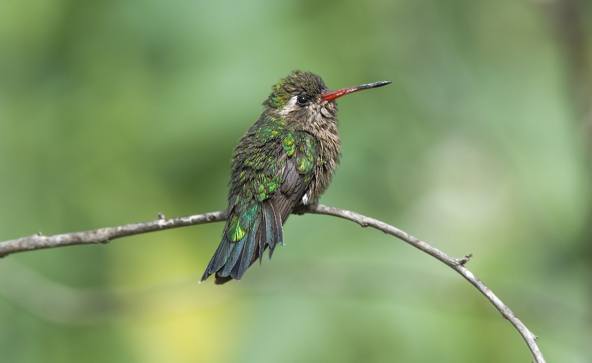 Glittering-bellied Emerald - ML63815361