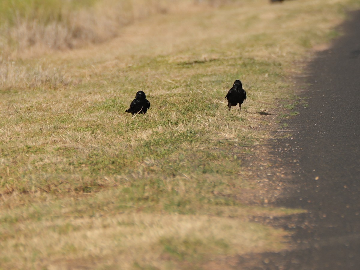 Little Raven - ML638153617