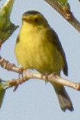 Wilson's Warbler - ML638153635
