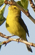 Wilson's Warbler - ML638153644