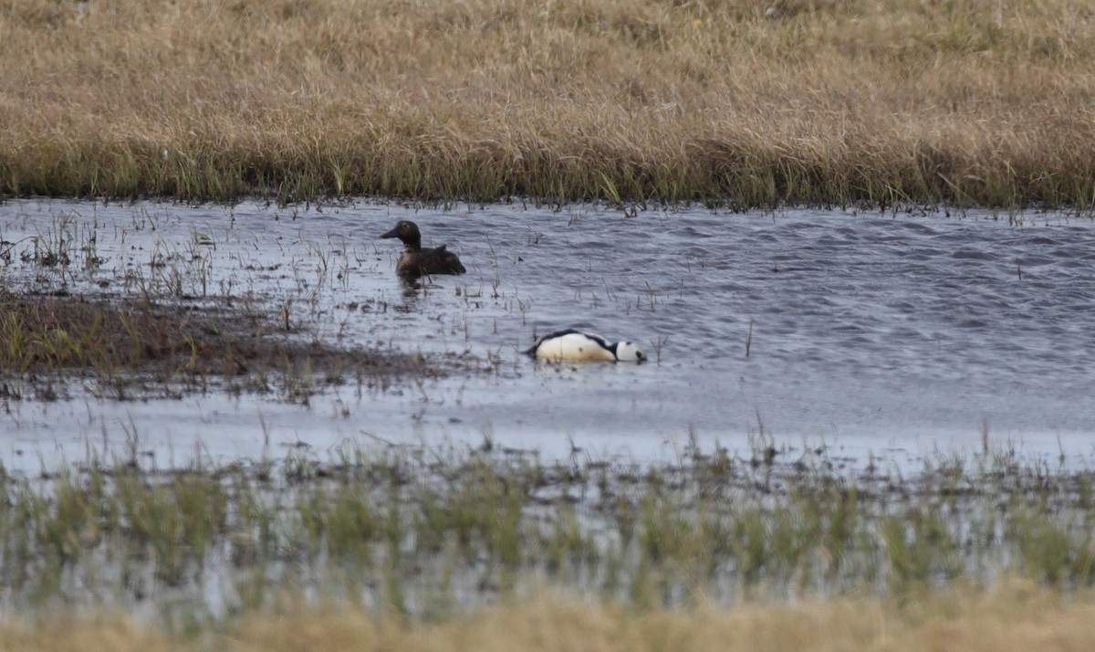 Steller's Eider - ML638153659
