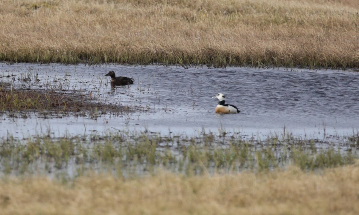 Steller's Eider - ML638153664