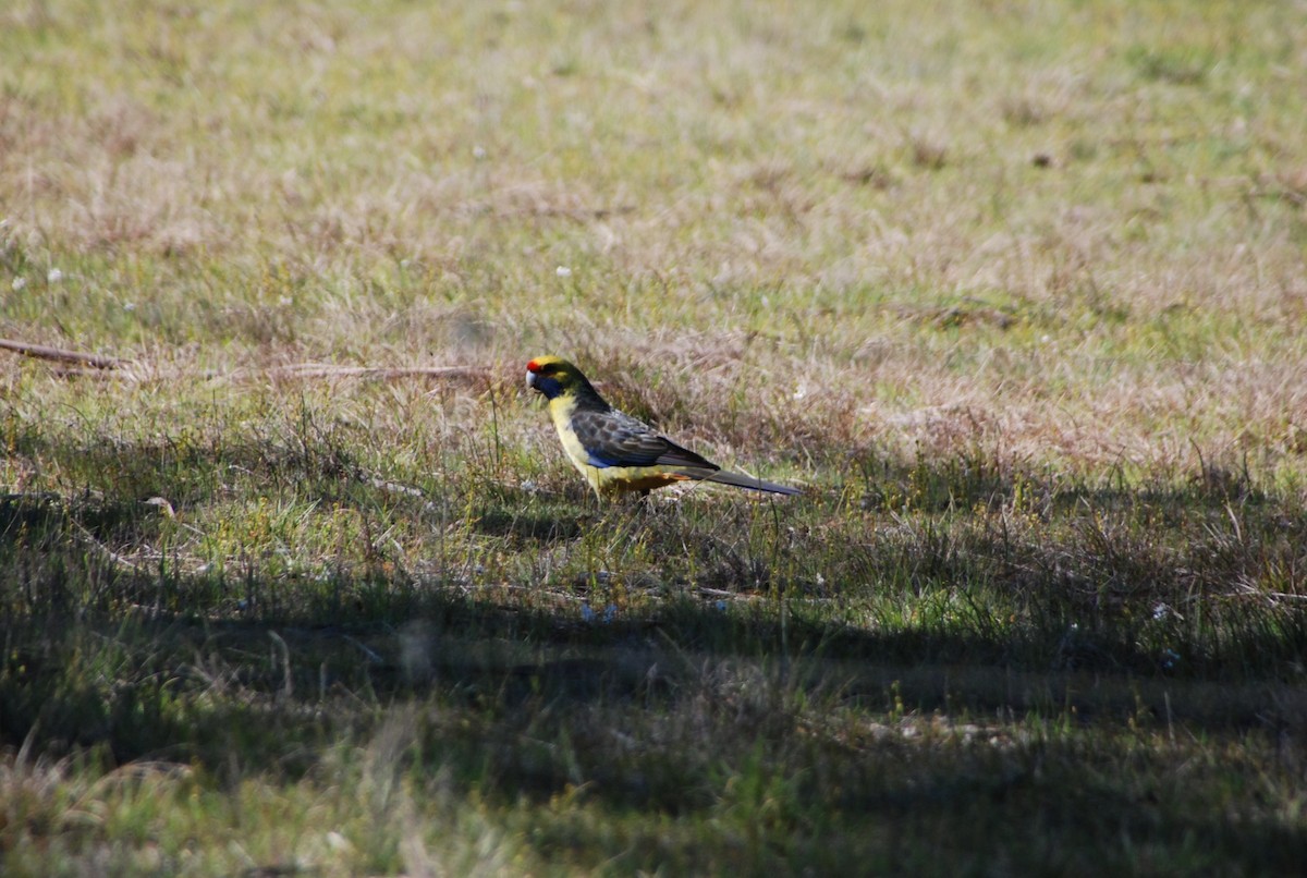 アカビタイキクサインコ - ML638153699