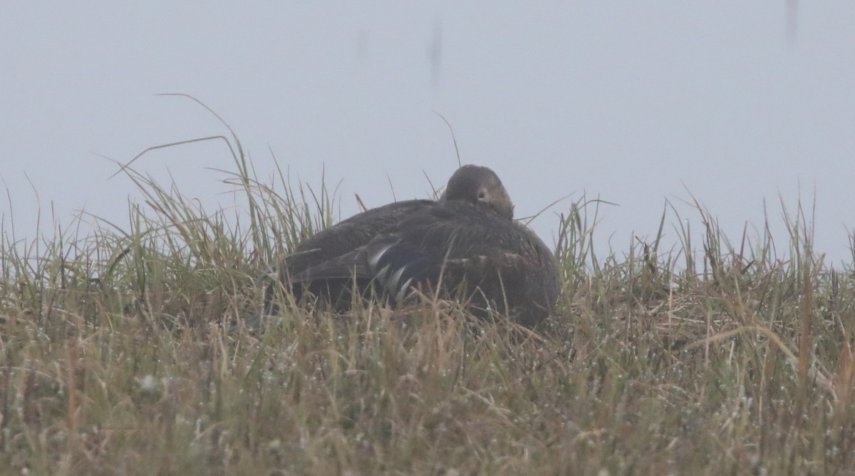 Steller's Eider - ML638153737