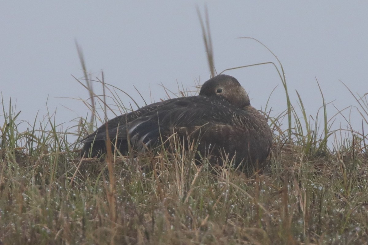 Steller's Eider - ML638153745