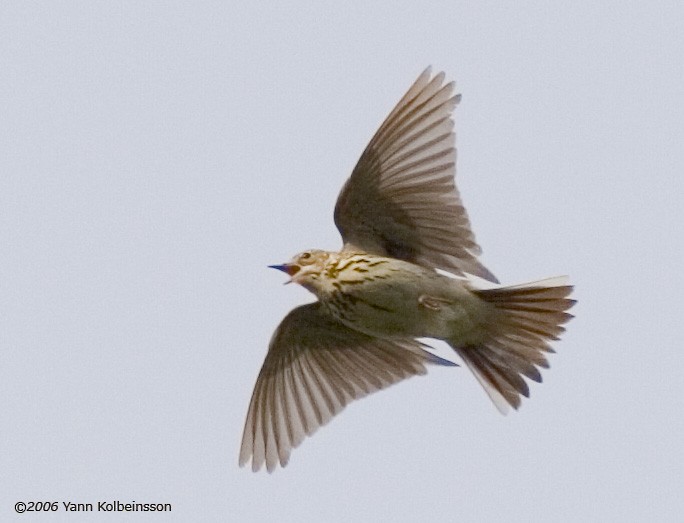 Tree Pipit - ML638153753