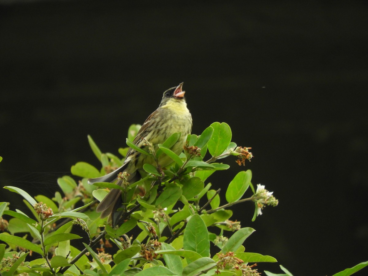Masked Bunting - ML638153756