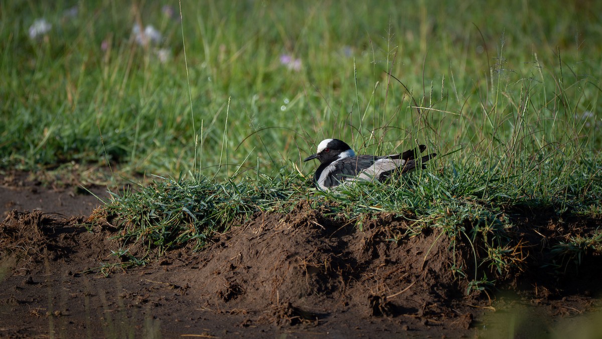 Blacksmith Lapwing - ML638153768