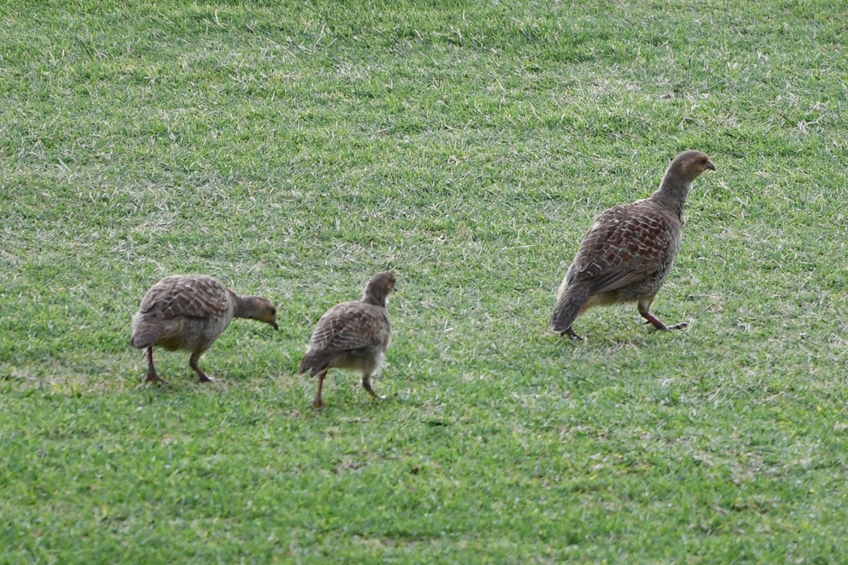 Gray Francolin - ML638153781