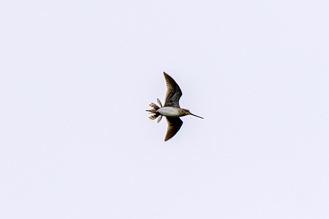 Common Snipe - ML638153788