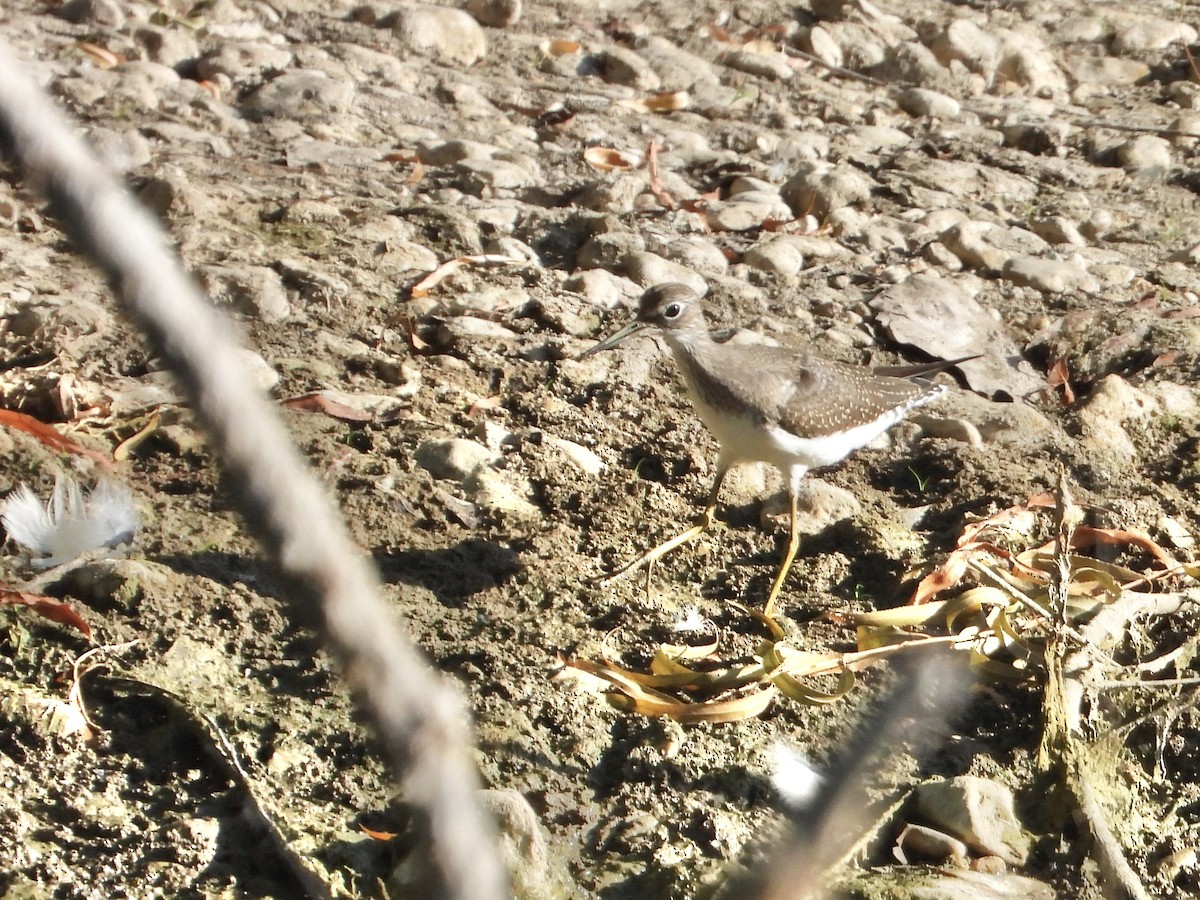 Solitary Sandpiper - ML638153791