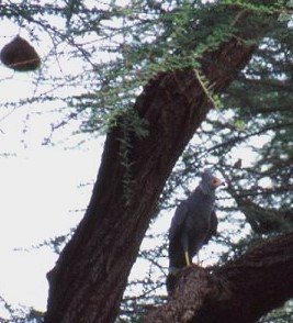 African Harrier-Hawk - ML638153823