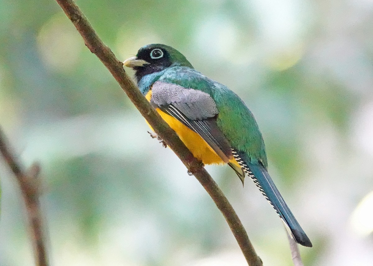 Northern Black-throated Trogon - ML638153843