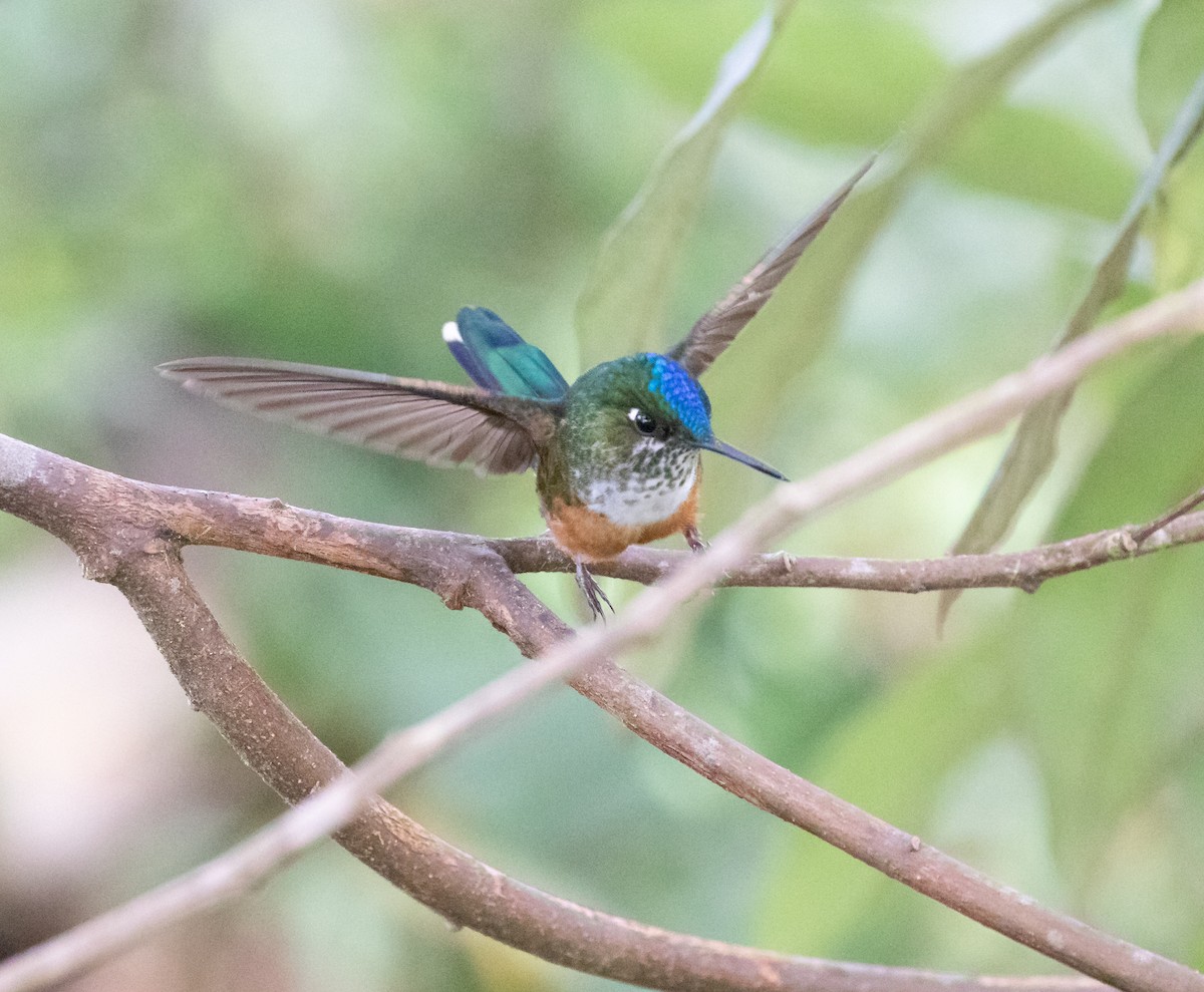 Violet-tailed Sylph - ML638153850