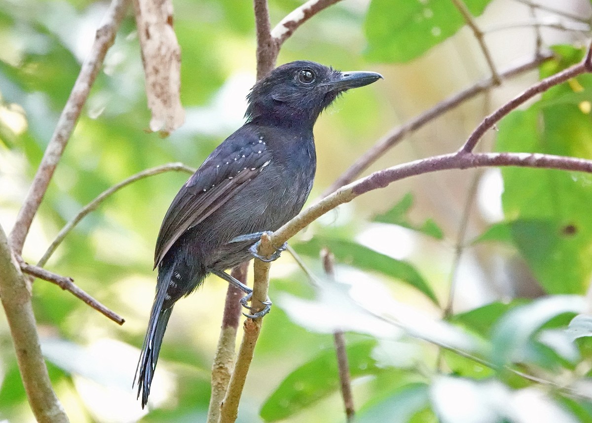 Black-hooded Antshrike - ML638153862