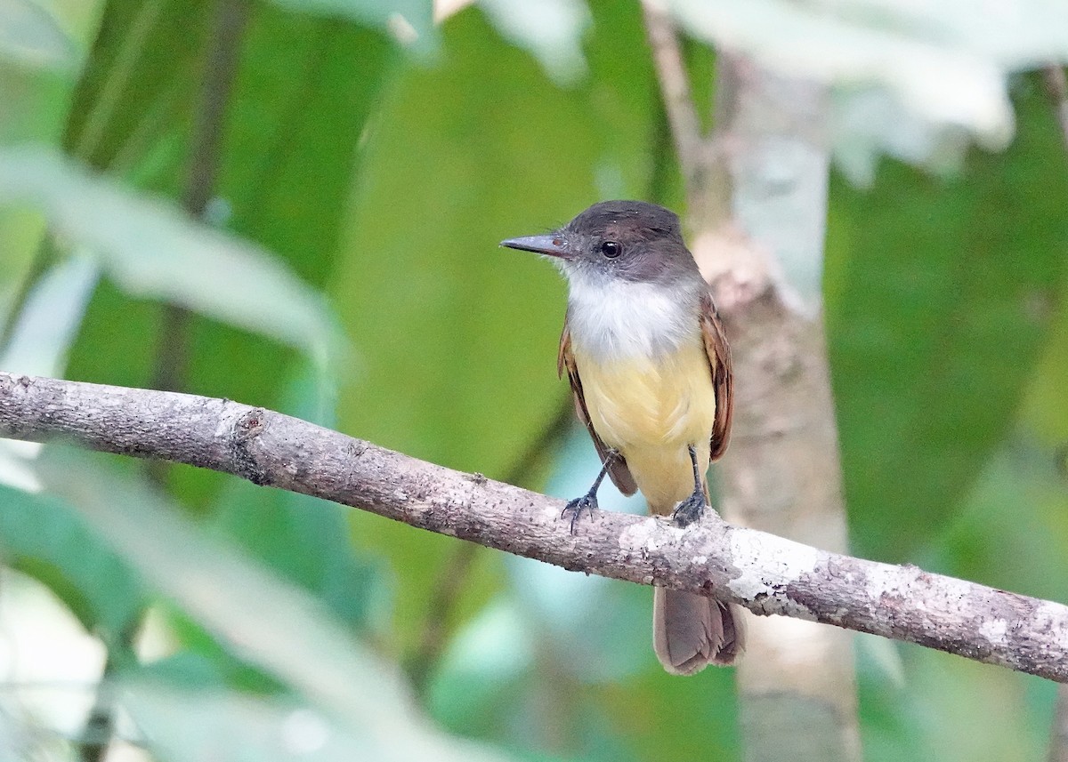 Dusky-capped Flycatcher - ML638153870