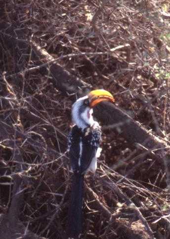 Eastern Yellow-billed Hornbill - ML638153888
