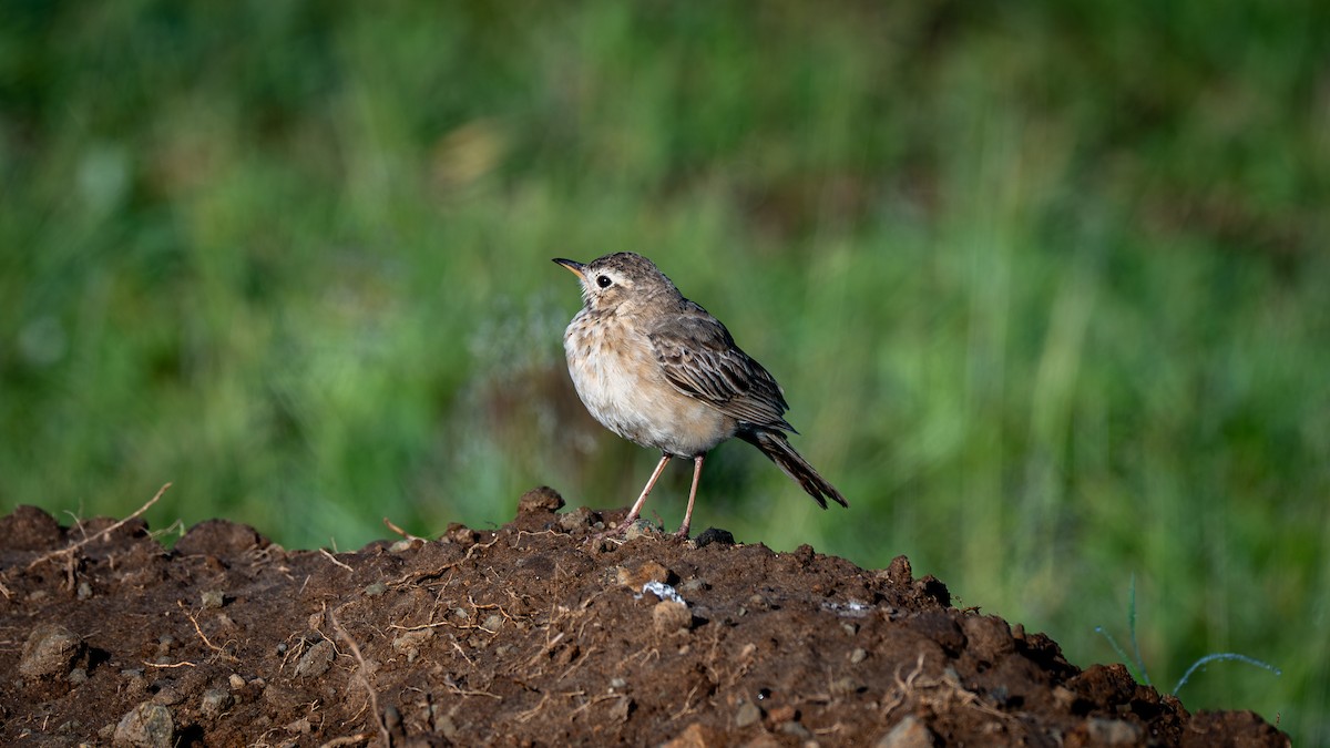 Plain-backed Pipit - ML638153902