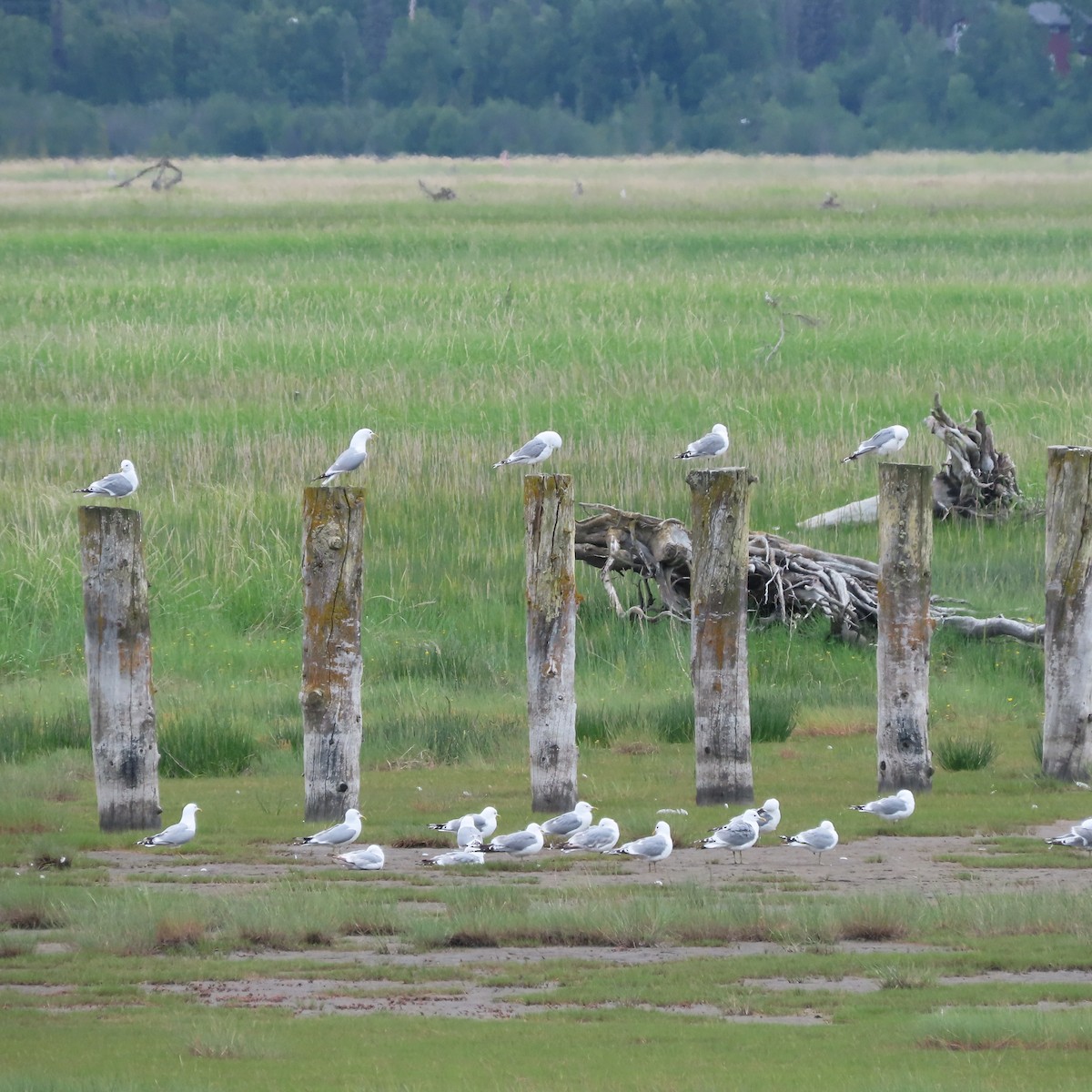 Short-billed Gull - ML638153909