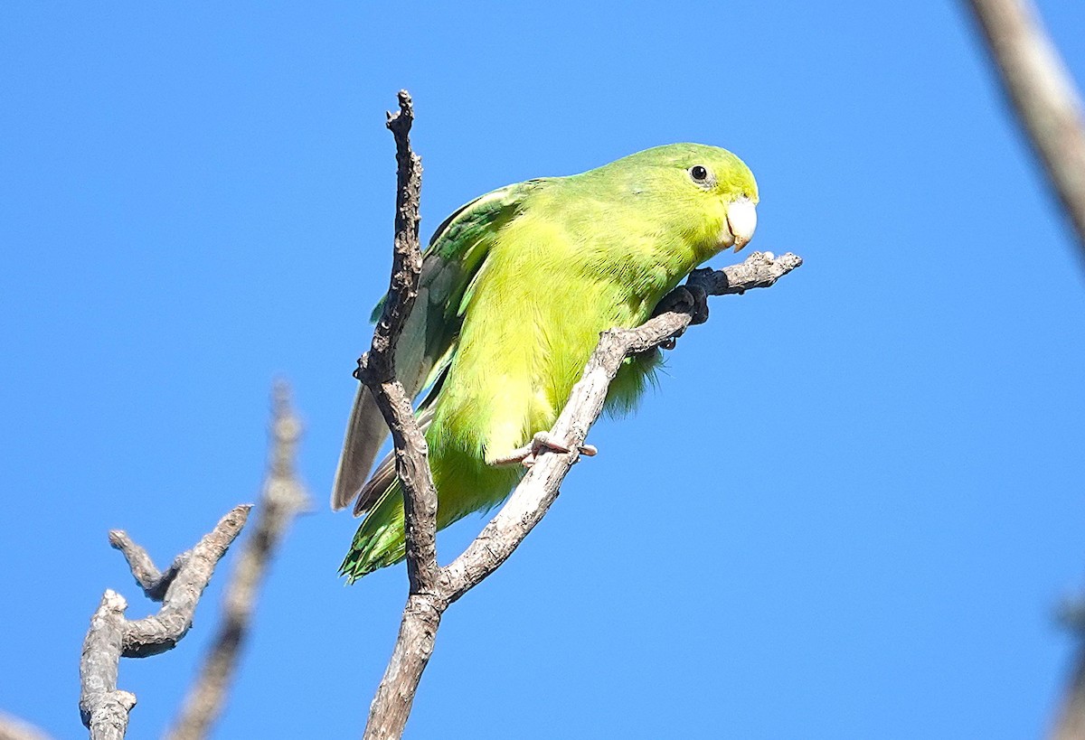 Cobalt-rumped Parrotlet - ML638153931